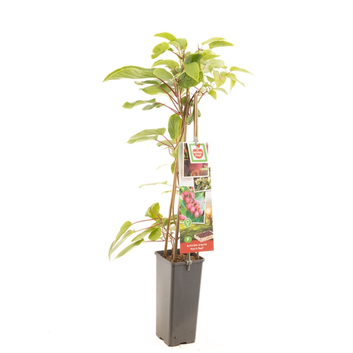 Actinidia a. 'Ken's Red' - C2 50-60 CM